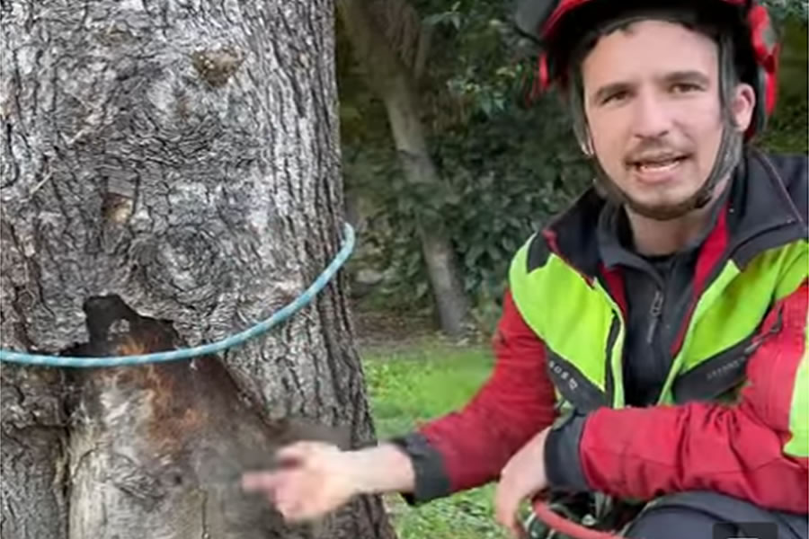 Corte y tala de cedro, arbol grande deba gipuzkoa